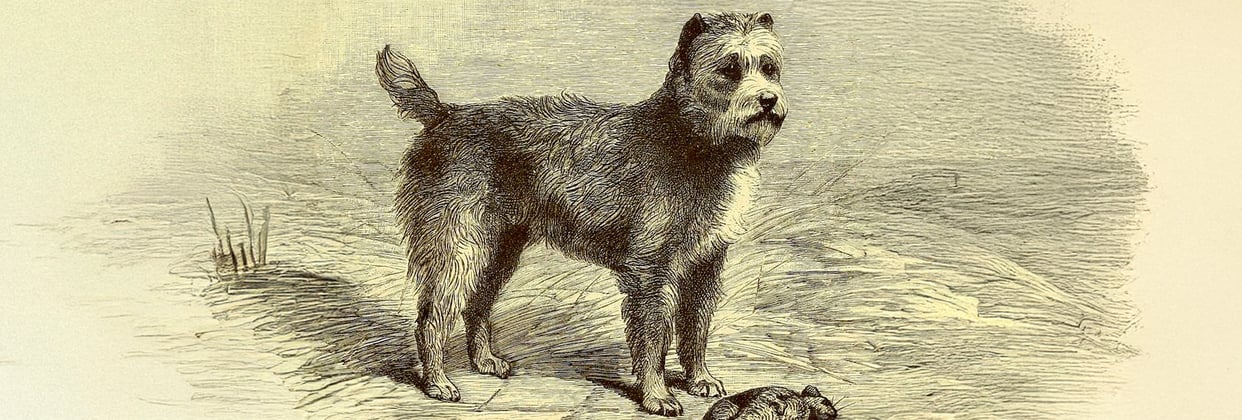 Historic drawing of a Miniature Schnauzer