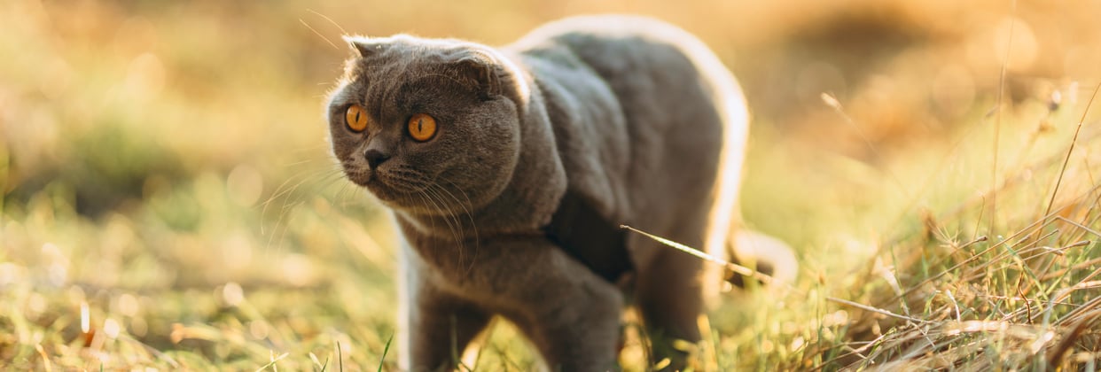 A scottish fold walking through grass.