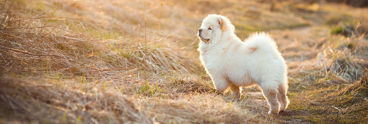 A cream Chow Chow standing in a field.