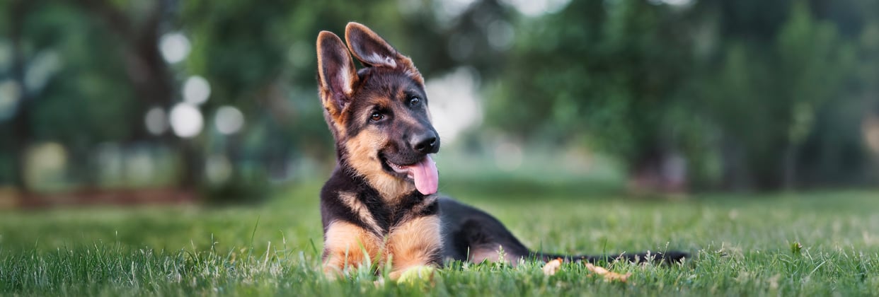 A young german shepherd laying in grass looking curious