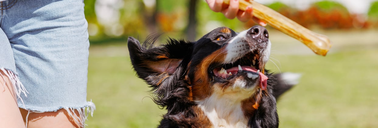 A BMD jumping up for a treat.