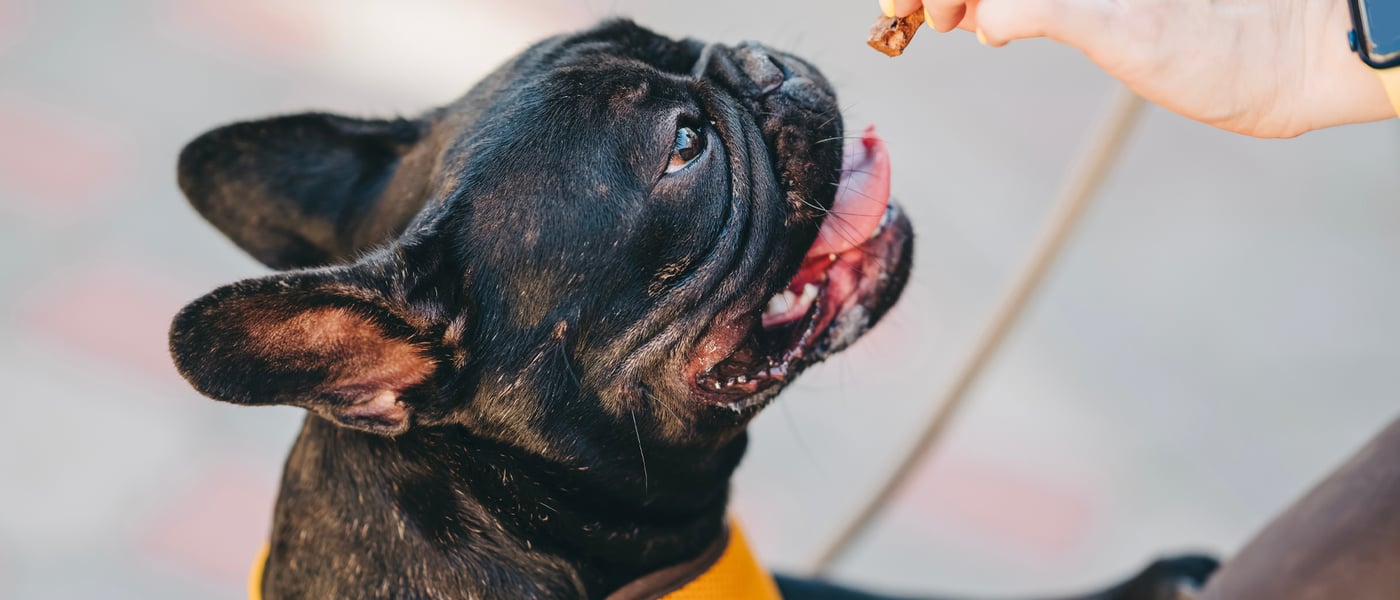a french bulldog eating a little bit of black pudding