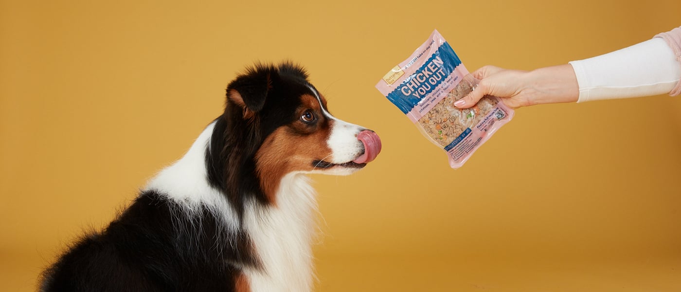 a collie against a yellow background looking at 'chicken you out' butternut box food