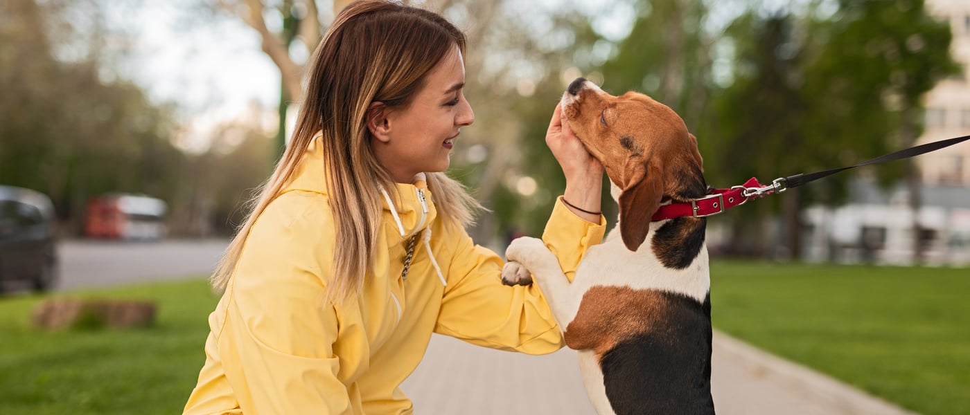 A woman in yellow feeding her Beagle a treat.