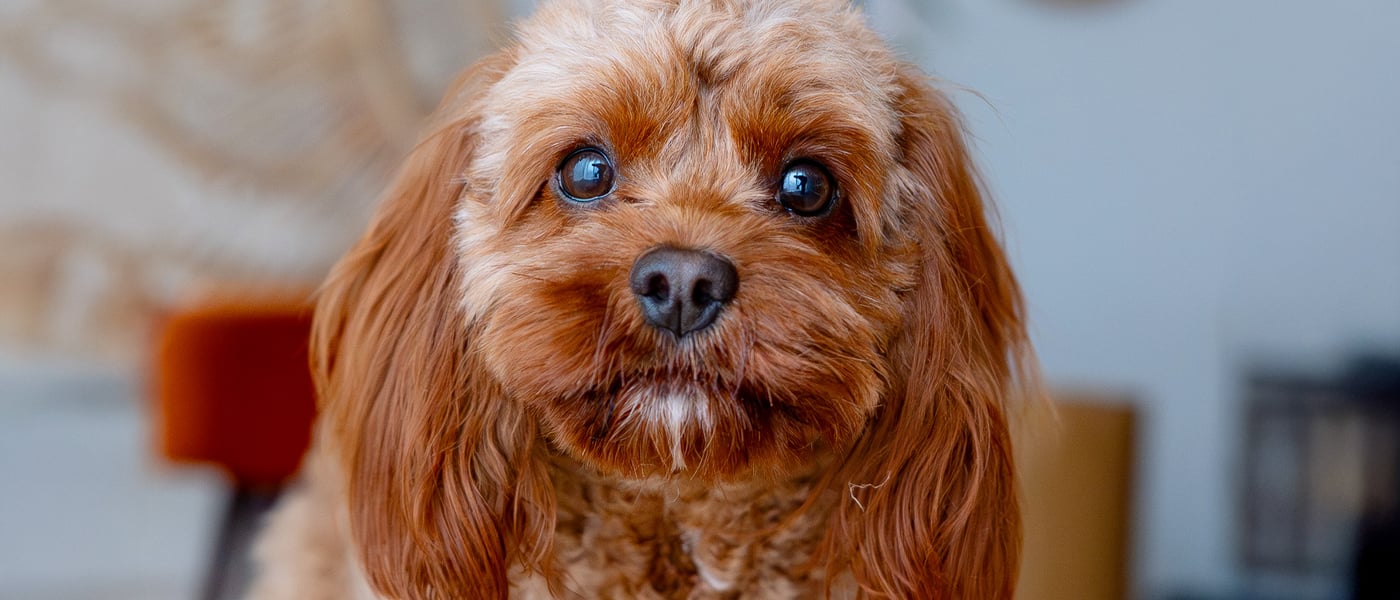 A close up image of a brown Maltipoo.