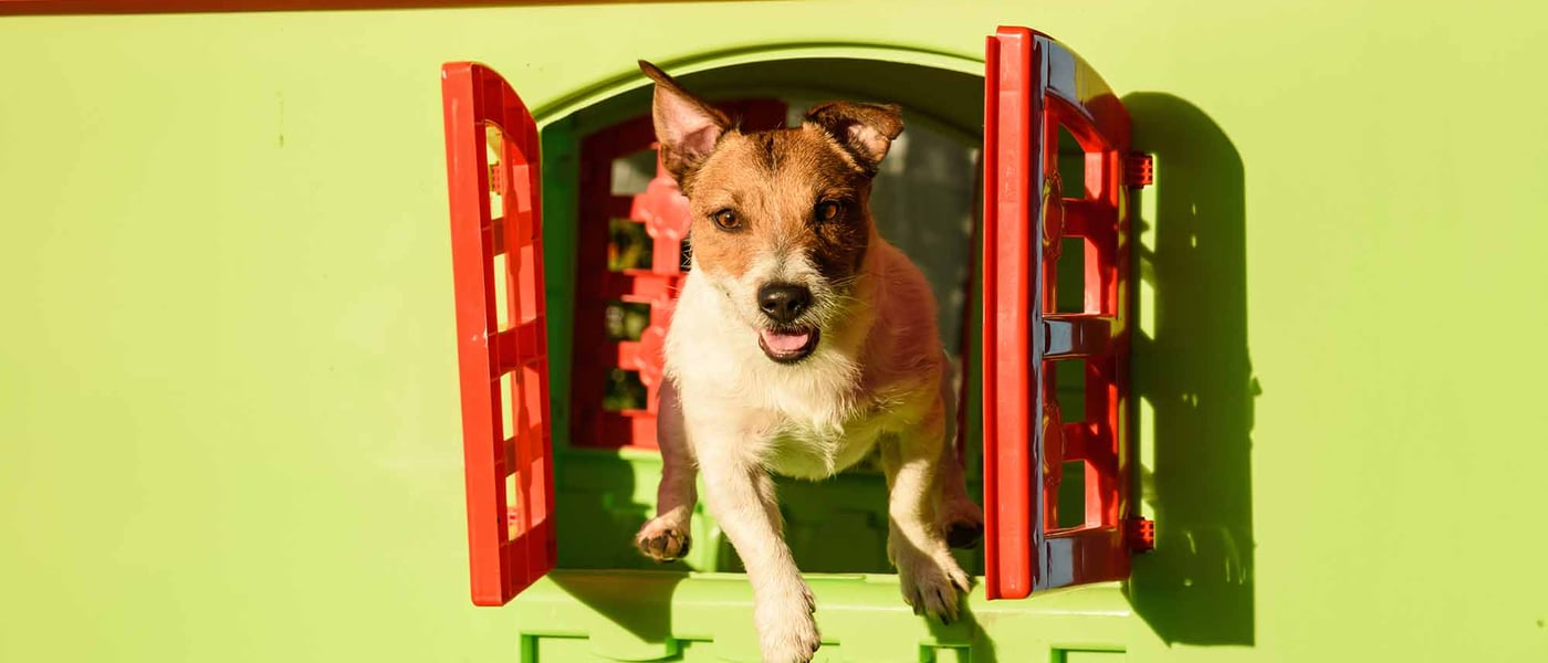 A dog looking out of a plastic window