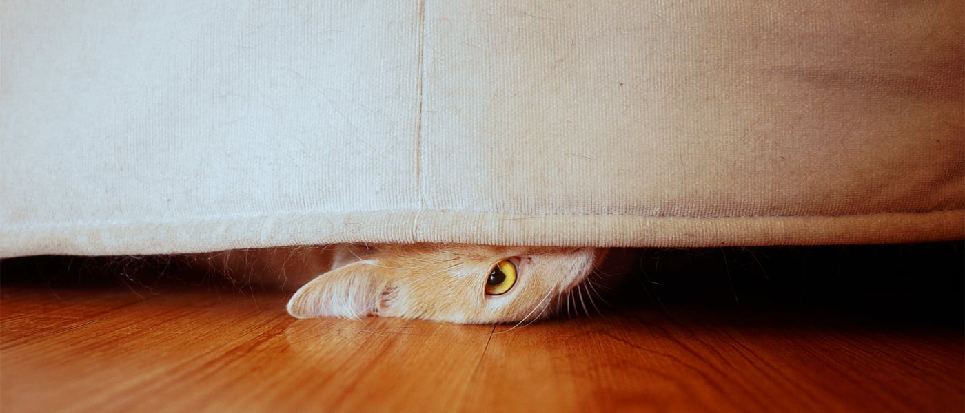 A cat hiding underneath a sofa.