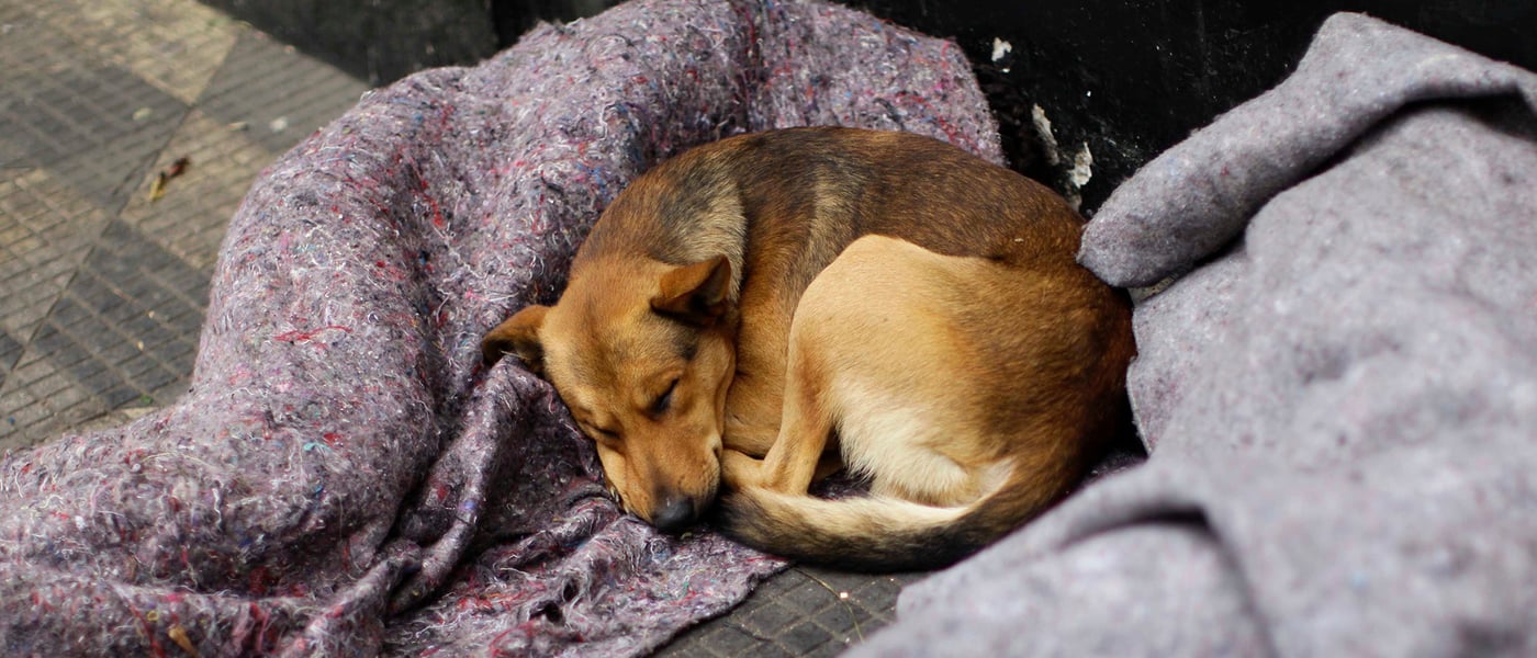 A brown dog laying on two blankets on the street floor.