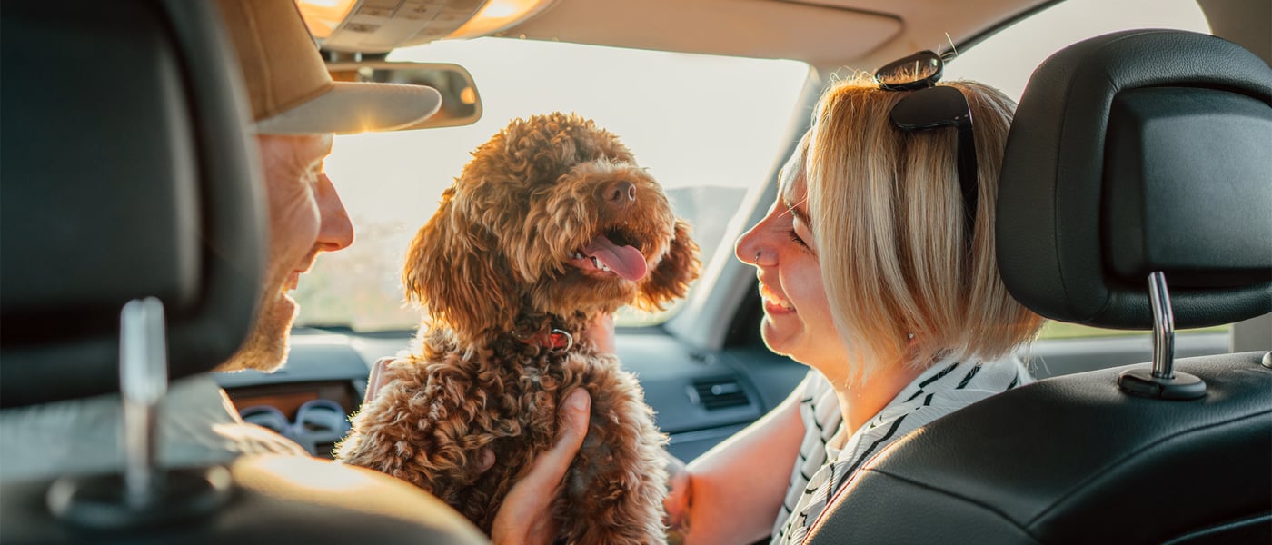 A woman sitting in a passenger car seat smiling at a Maltipoo.