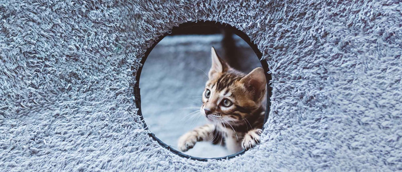 kitten poking out of hole