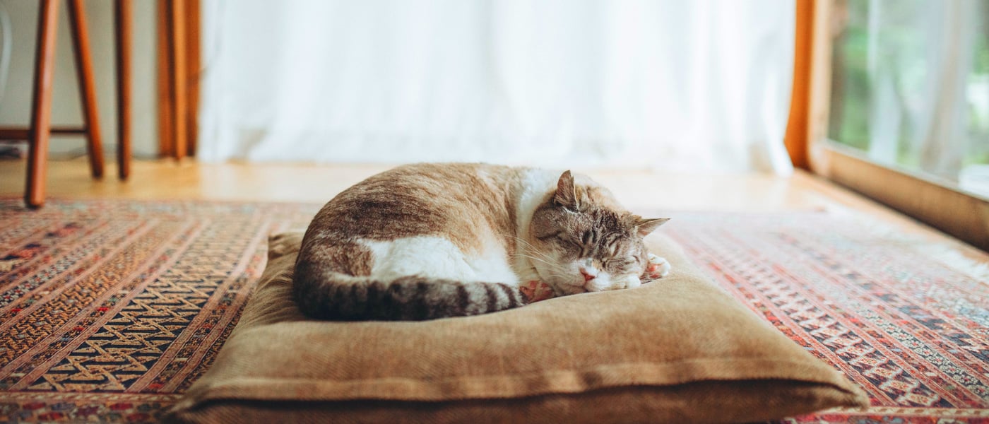 A cat curled up on a pillow.