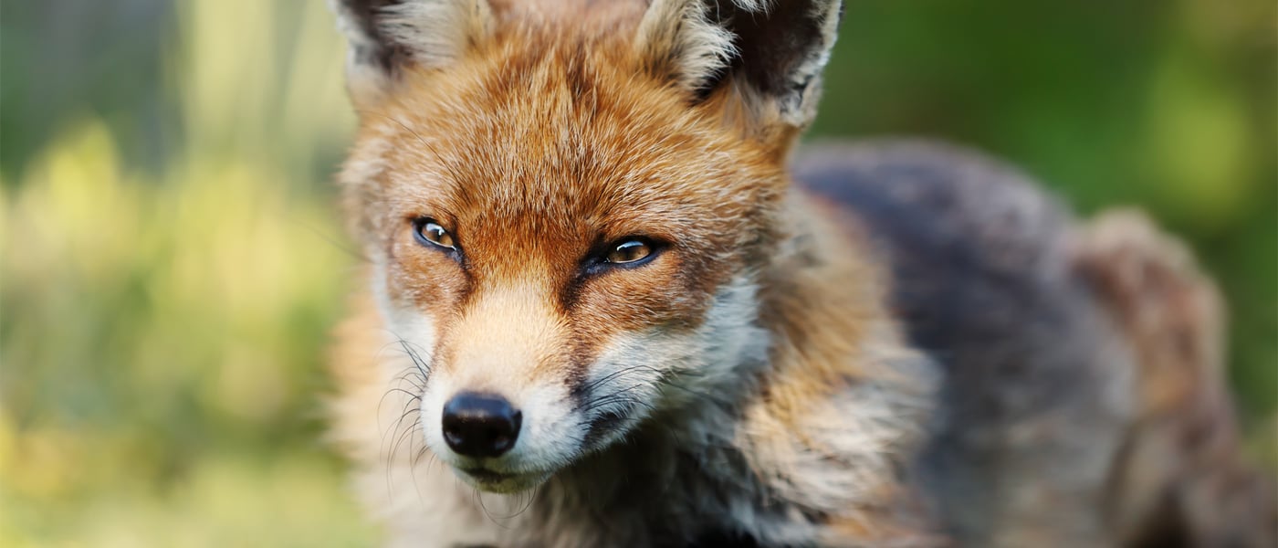 Fox looking menacing