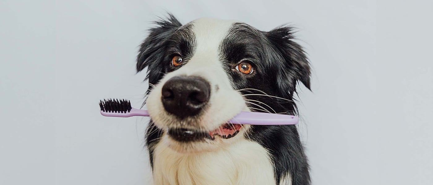 Dog toothbrush and toothpaste with Dog holding tooth brush in mouth
