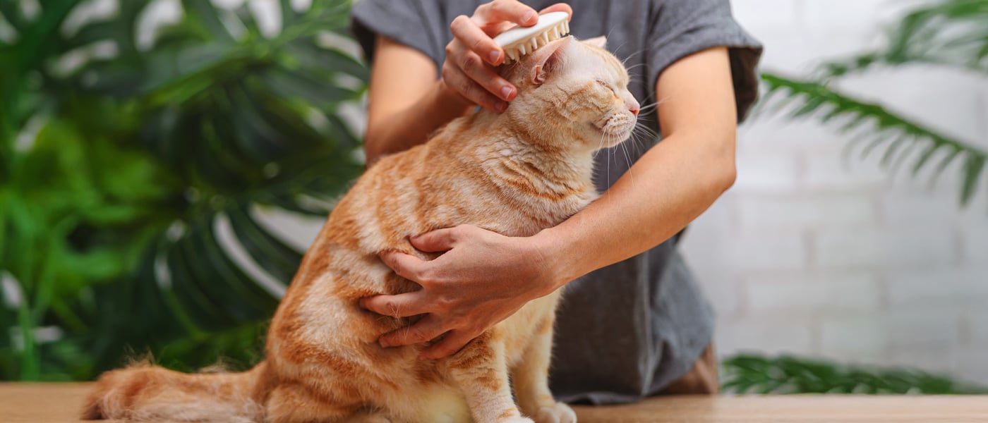 A ginger cat being brushed.