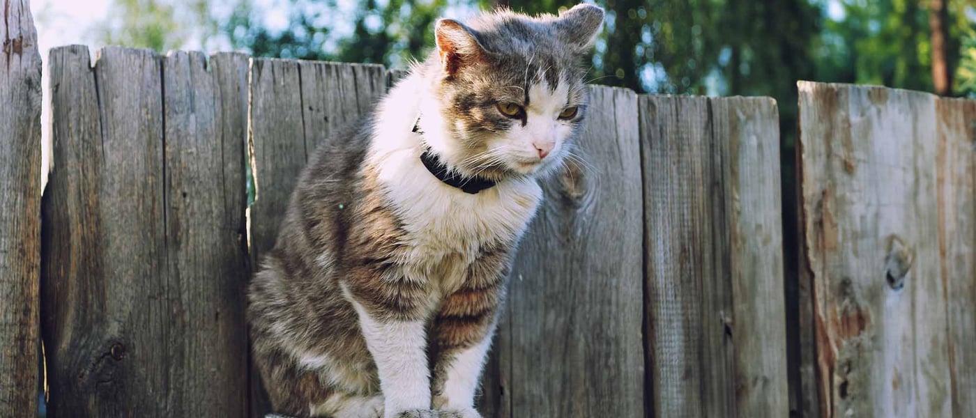 diabetes cat sitting on a fence looking sad