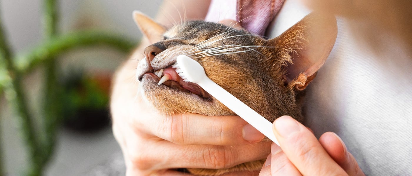A cat having his teeth brushed.