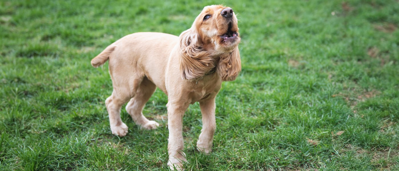A Spaniel standing on grass and barking.