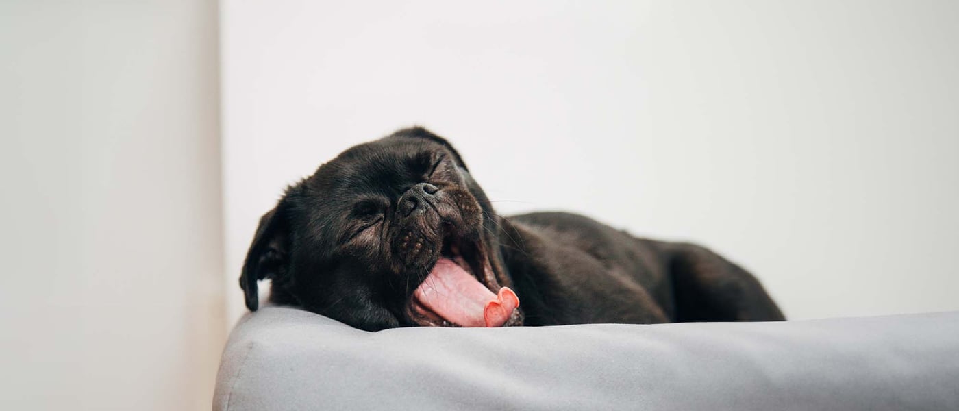 Puppy first night at home, yawning on bed