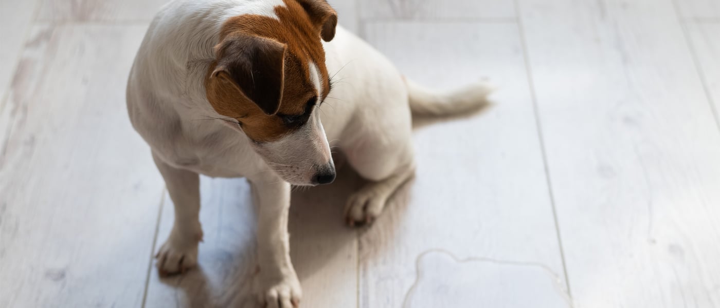 a jack Russell with dog incontinence on flooring looking at a puddle
