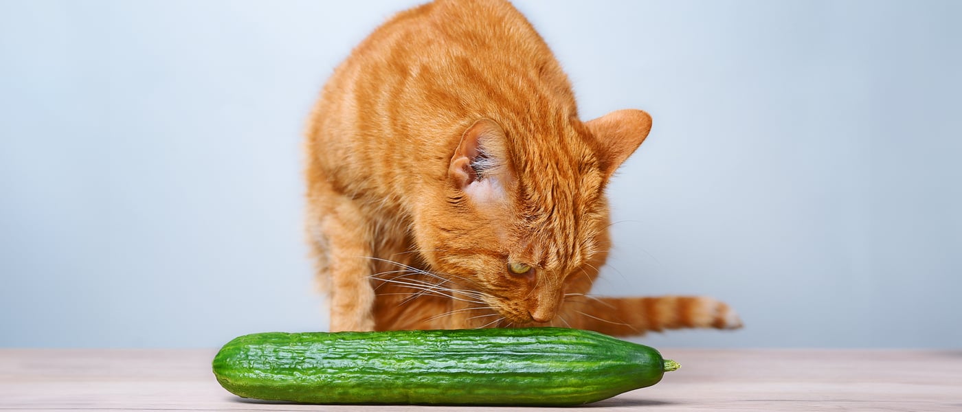 A ginger cat sniffing a cucumber.
