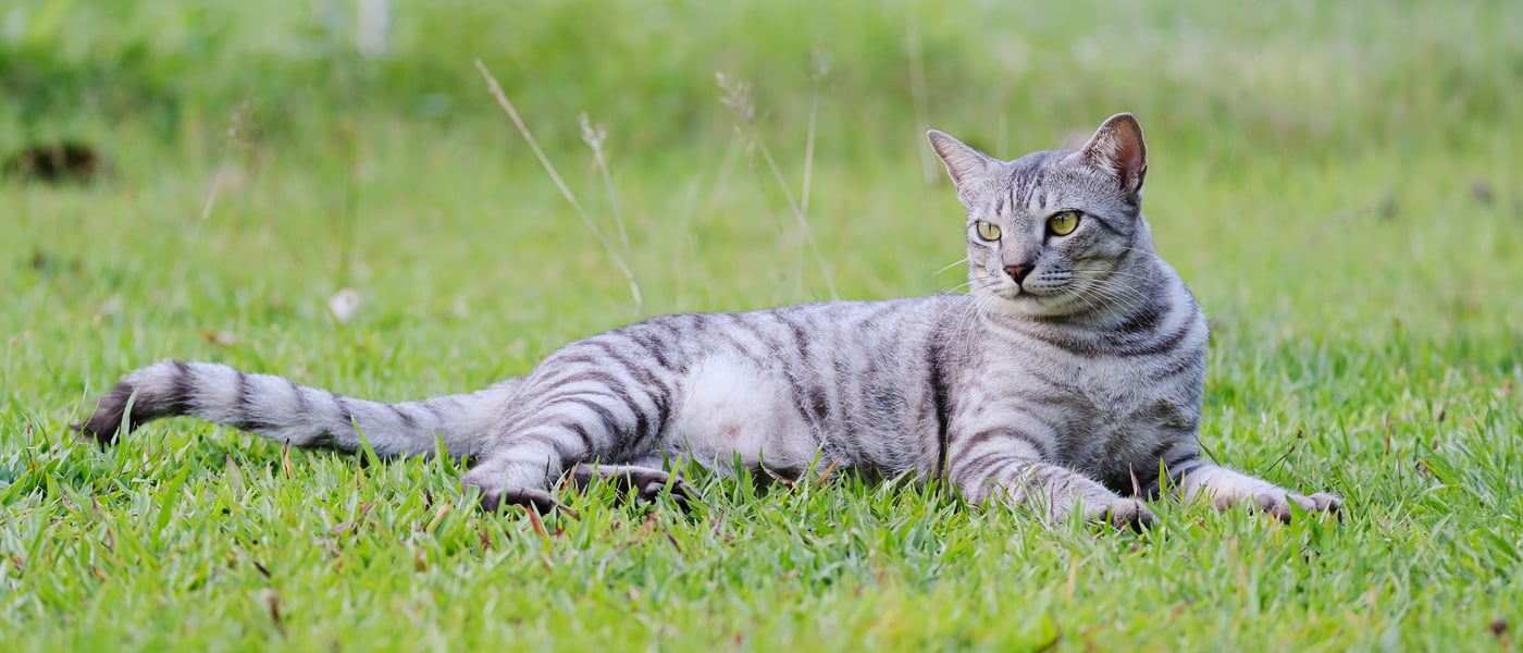 Large grey cat lying on grass