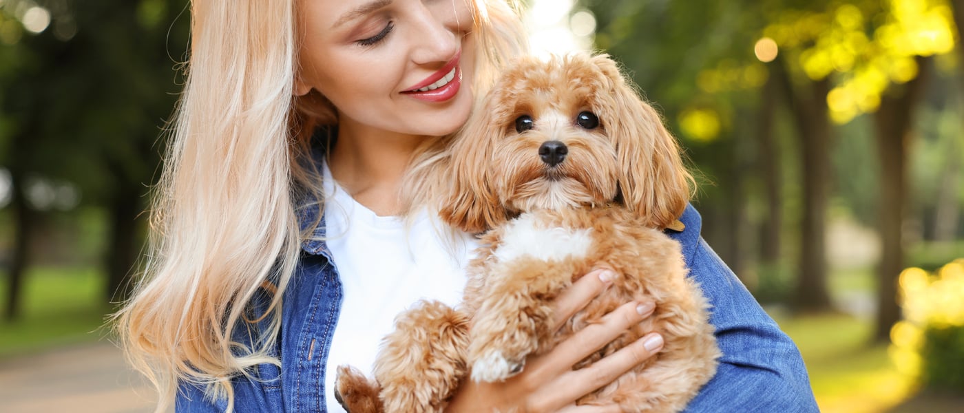 A blonde woman holding a Cavapoo.
