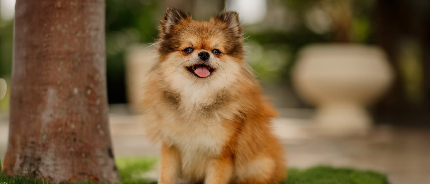 A small Pomeranian sitting beside a tree.