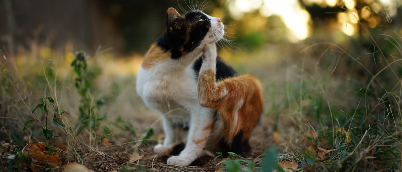 A cat sitting outdoors and itching his chin.