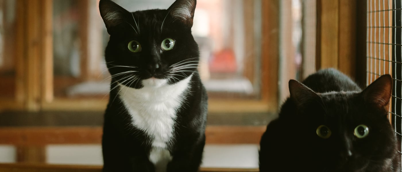 Two cats sitting next to one another.