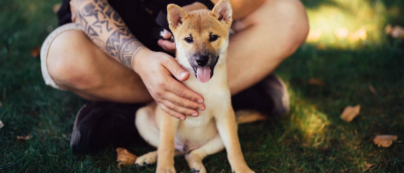 Puppy sitting in front of owner on the grass