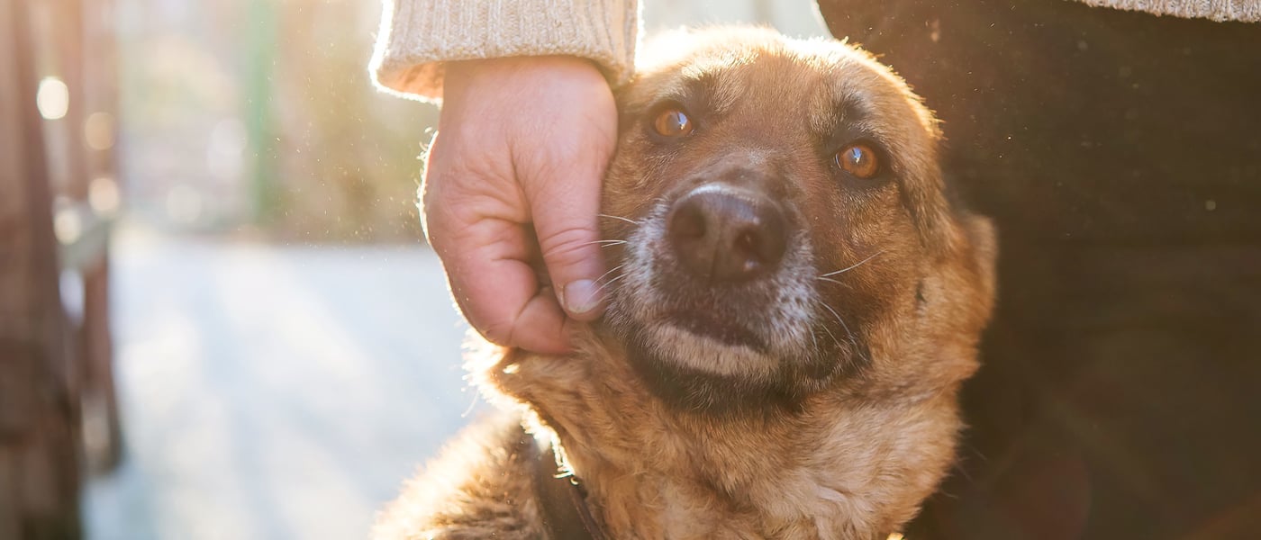 a hand resting against a dogs face