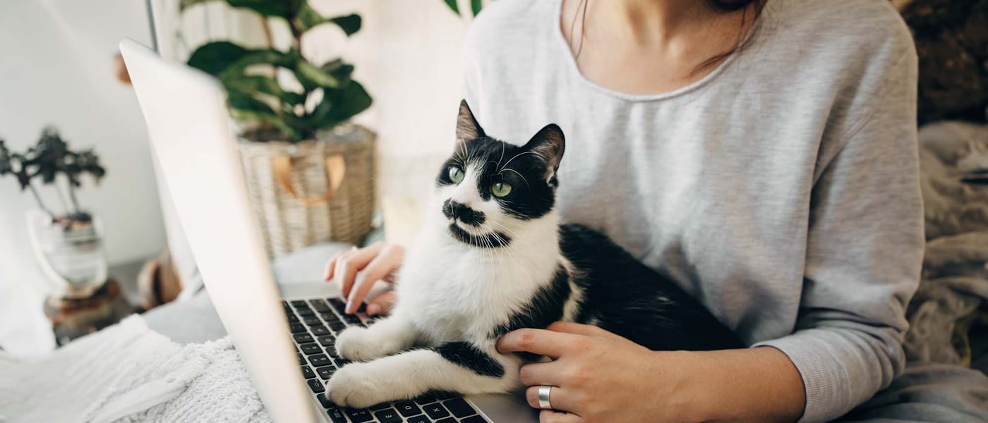 A cat and a woman looking at a laptop