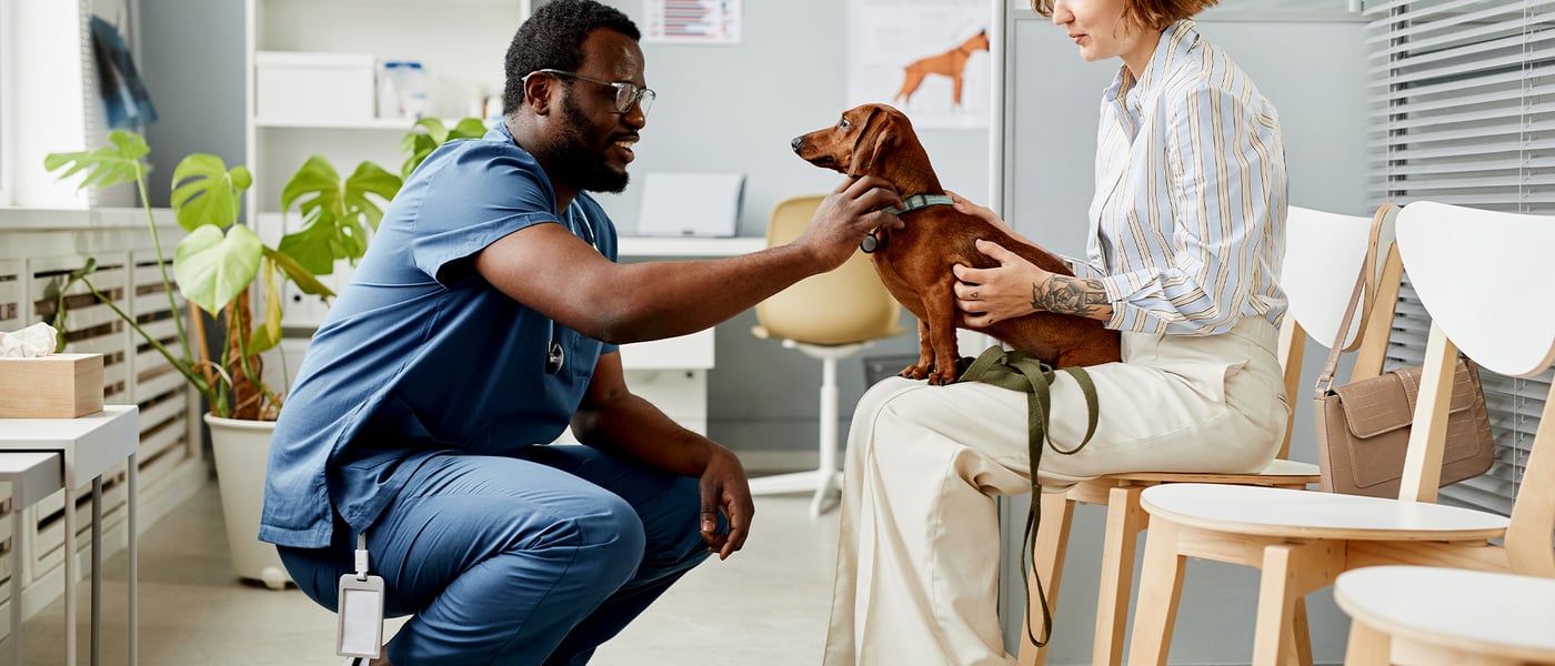 A vet crouched down looking at a dachshund. 
