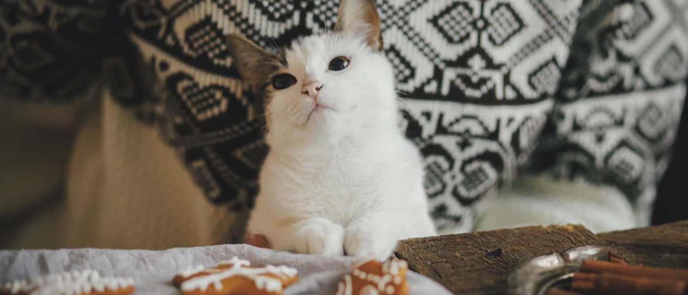 Cat kneading some biscuits