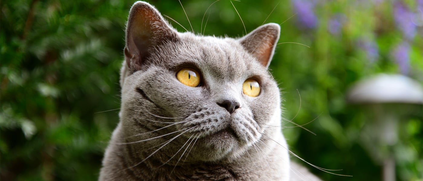 A beautiful grey british shorthair cat in front of a green hedge.
