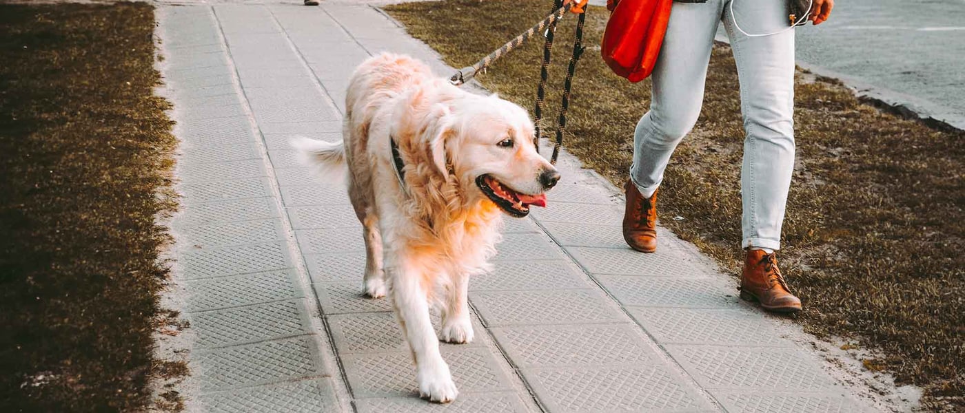 A dog being trained on a leash