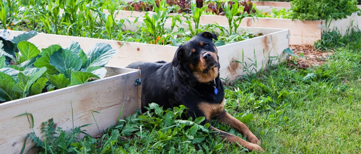 Rottweiler lying between vegetable raised beds