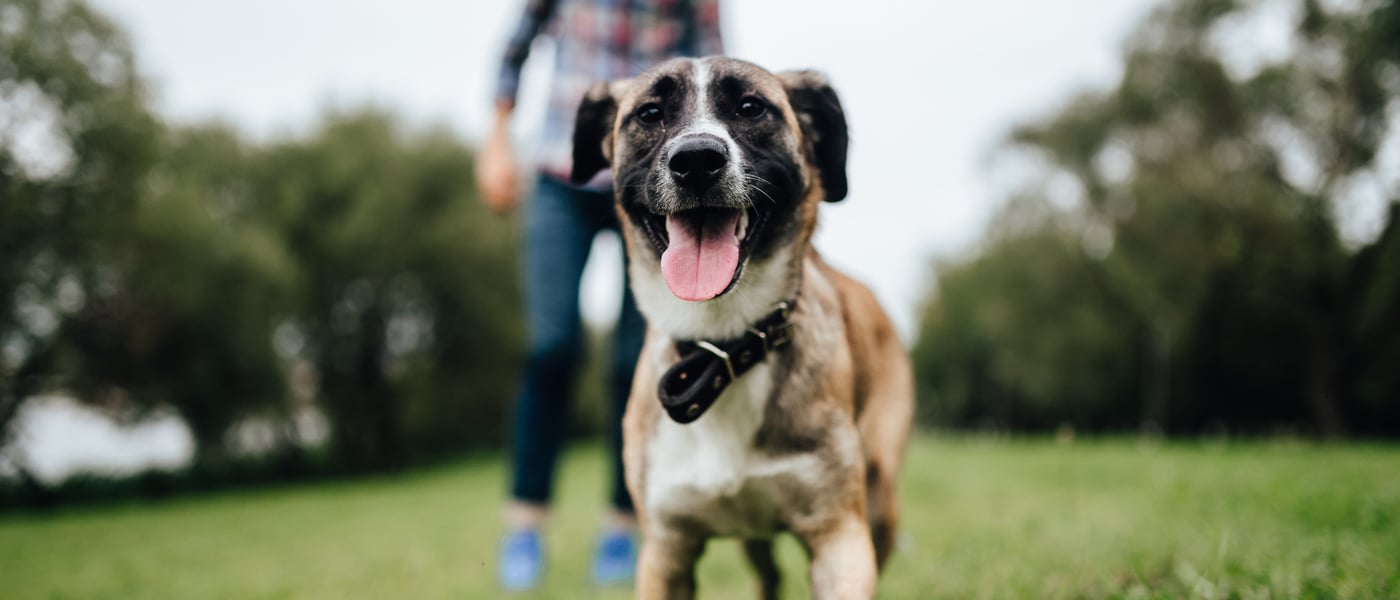 a dog standing on grass, his owner stands behind him but is out of focus 