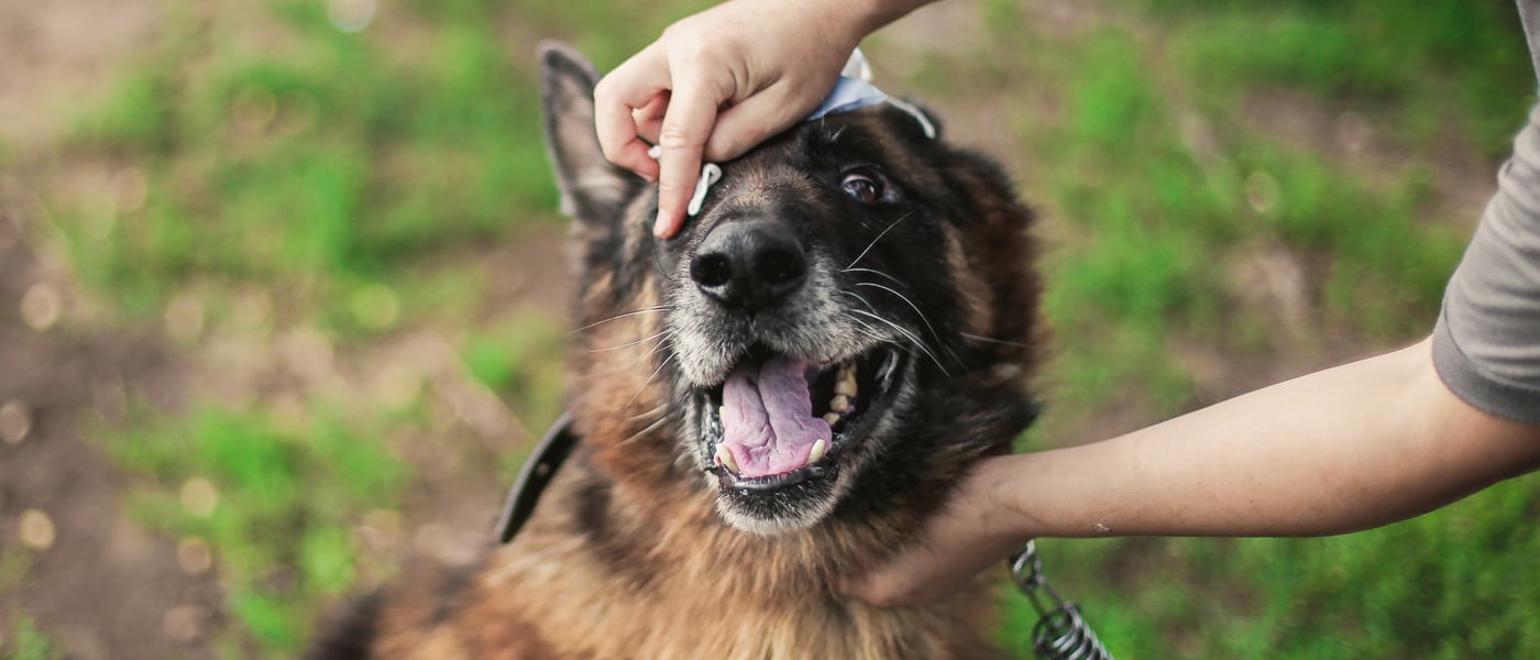 A German Shepherd having his eyes wiped whilst outdoors.