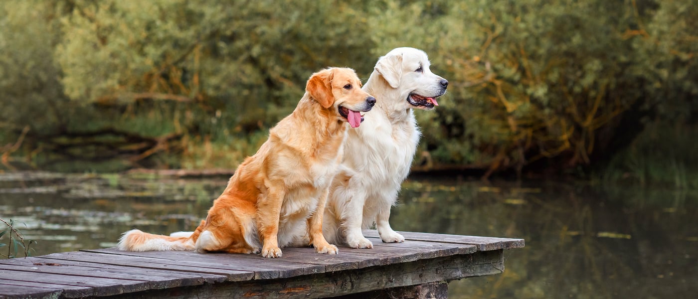 Two Golden Retrievers sitting on a dock.