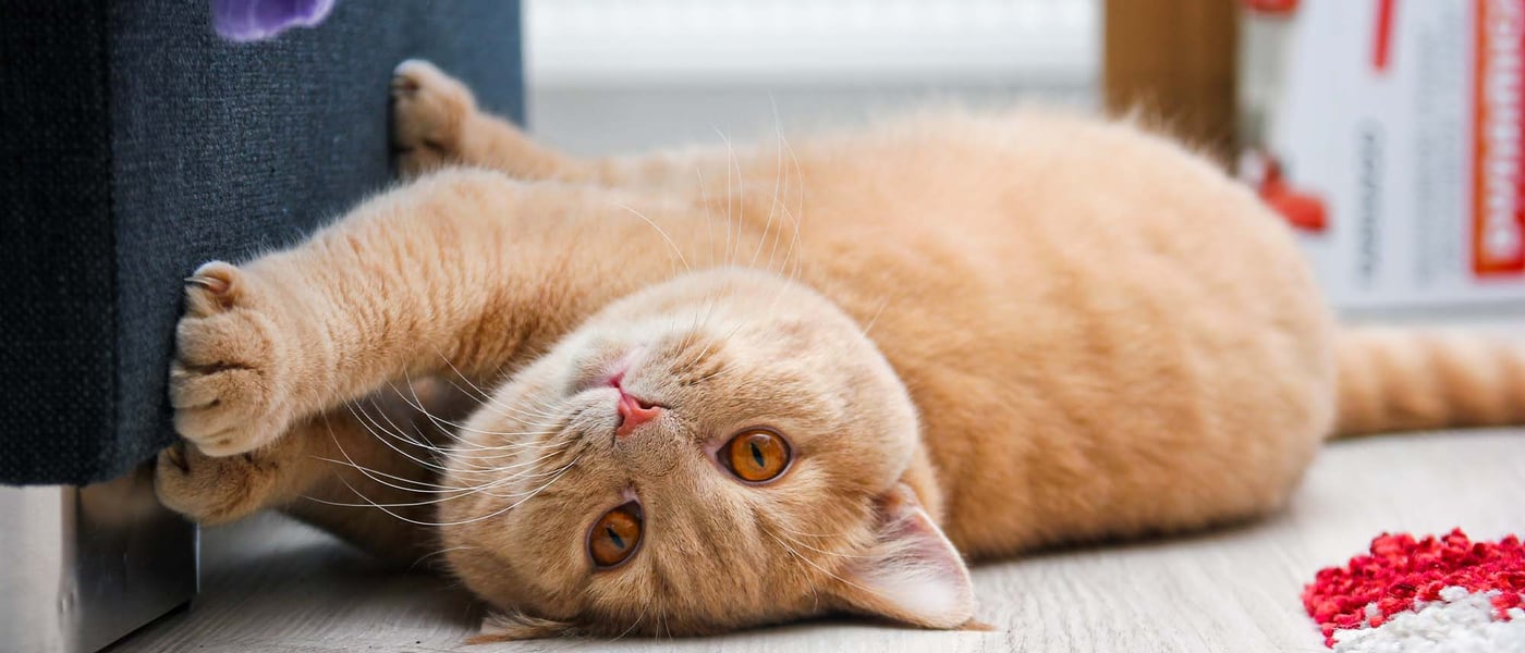 A cat scratching a sofa 