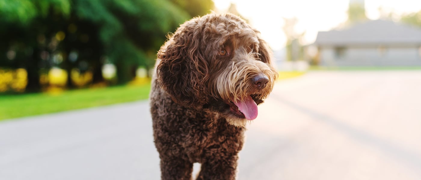 brown labradoodle walking on road