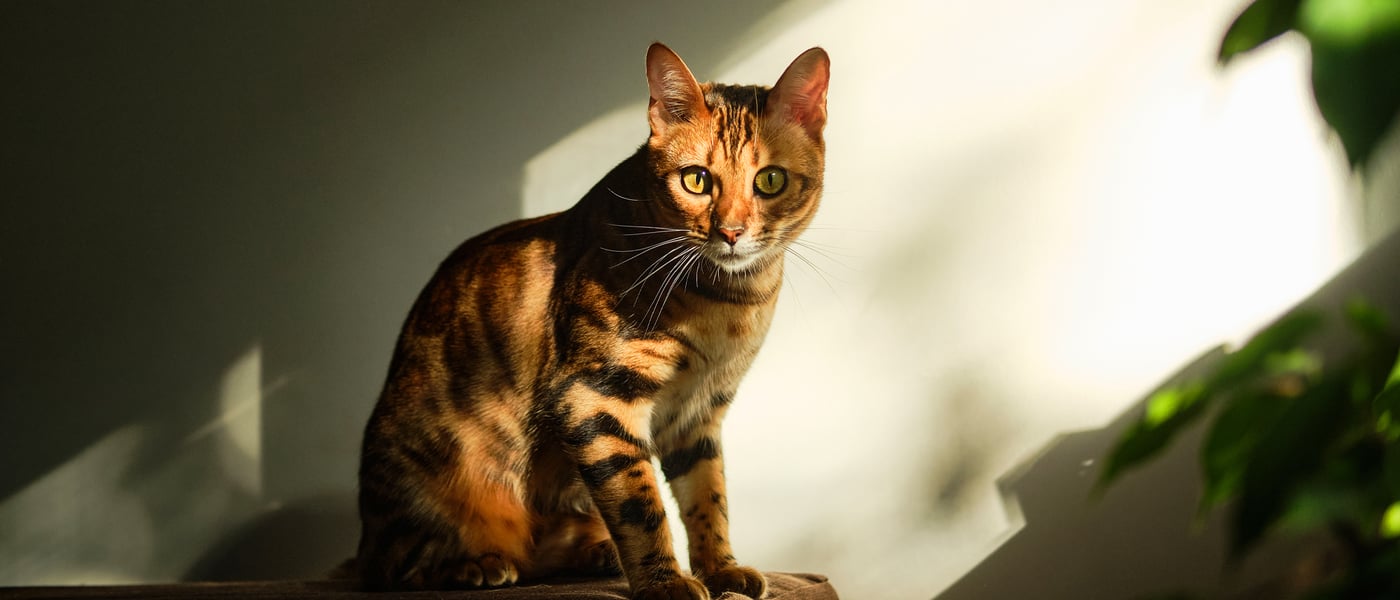 A bengal cat sat in a sunny patch.