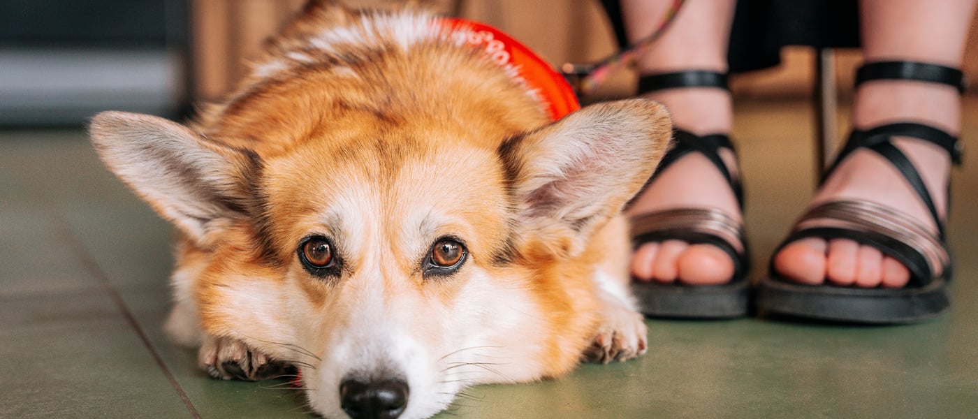 A corgi laying at the feet of their owner.