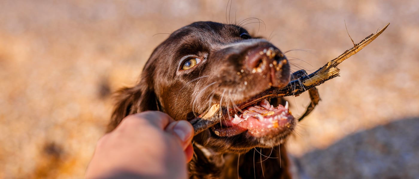 A springer spaniel holding a stick.