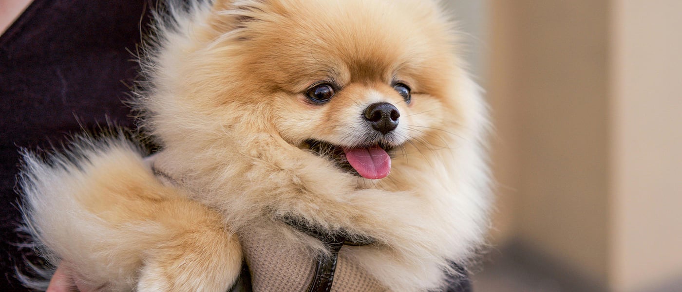 Pomeranian being held by owner with tongue out