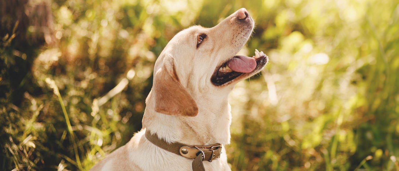 A Labrador looking up to the sun.