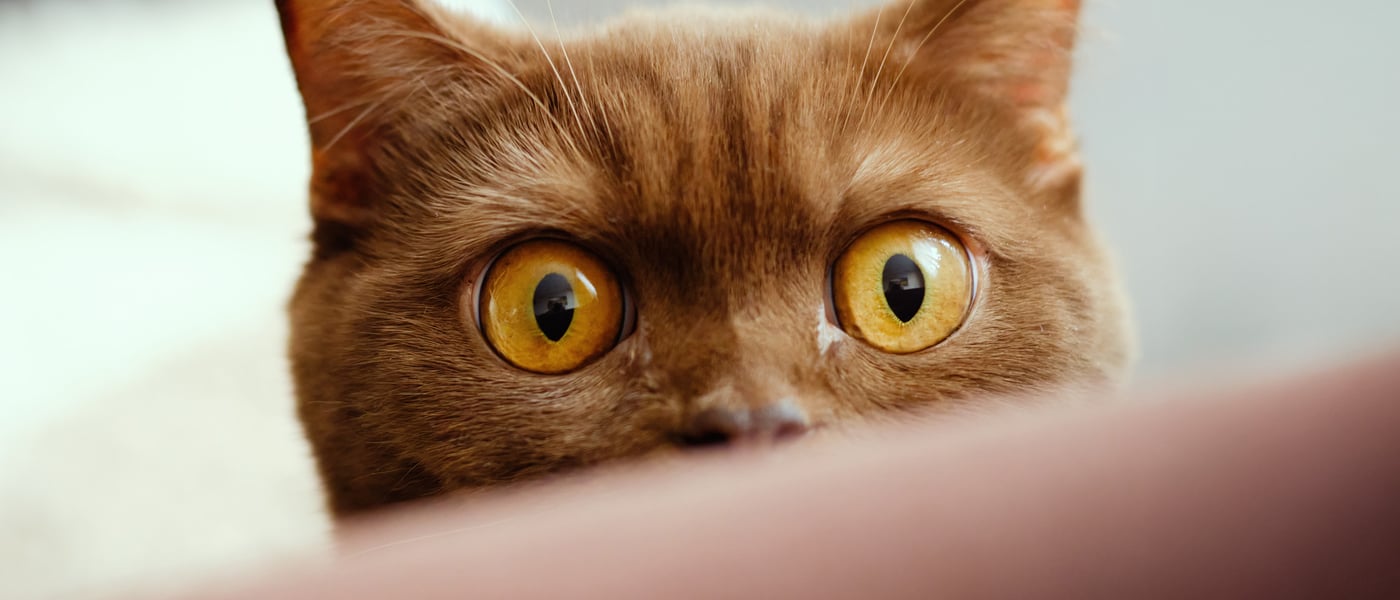 British shorthair close up of eyes