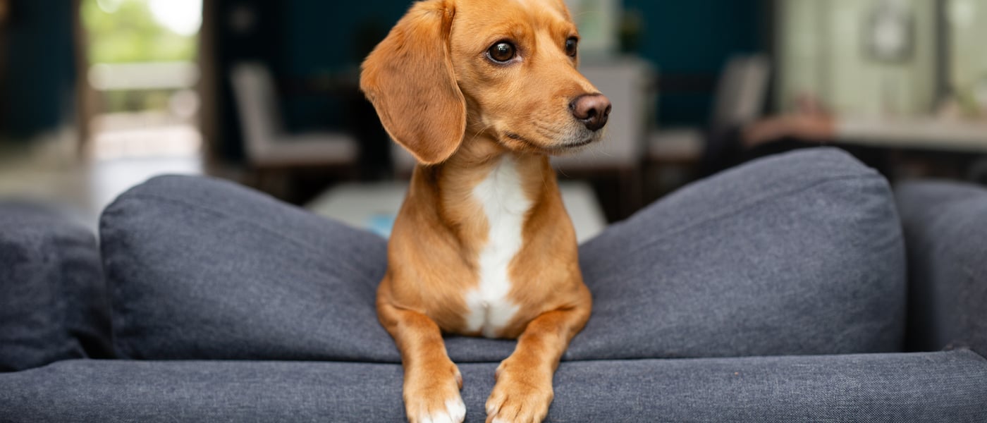 Jackschund (cross between a Daschund and a Jack Russell leaning over the back of a grey couch