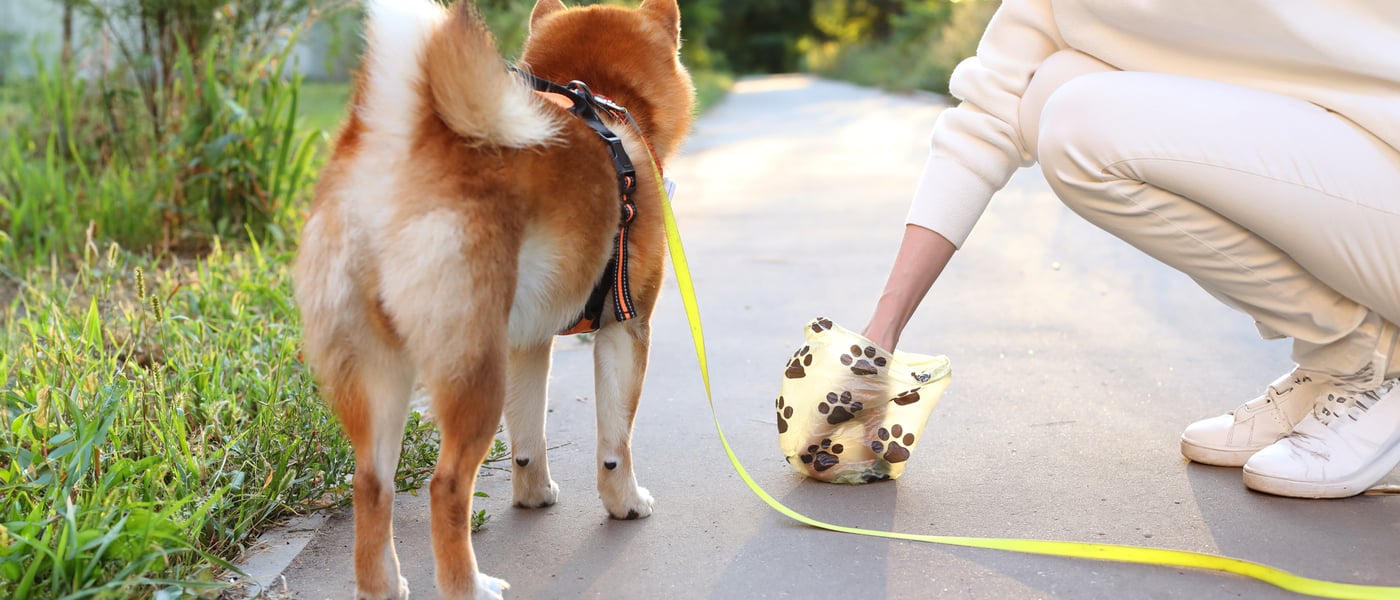 A dog owner picking up shiba inu poop on the pavement.